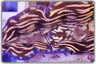 Derasa Clam